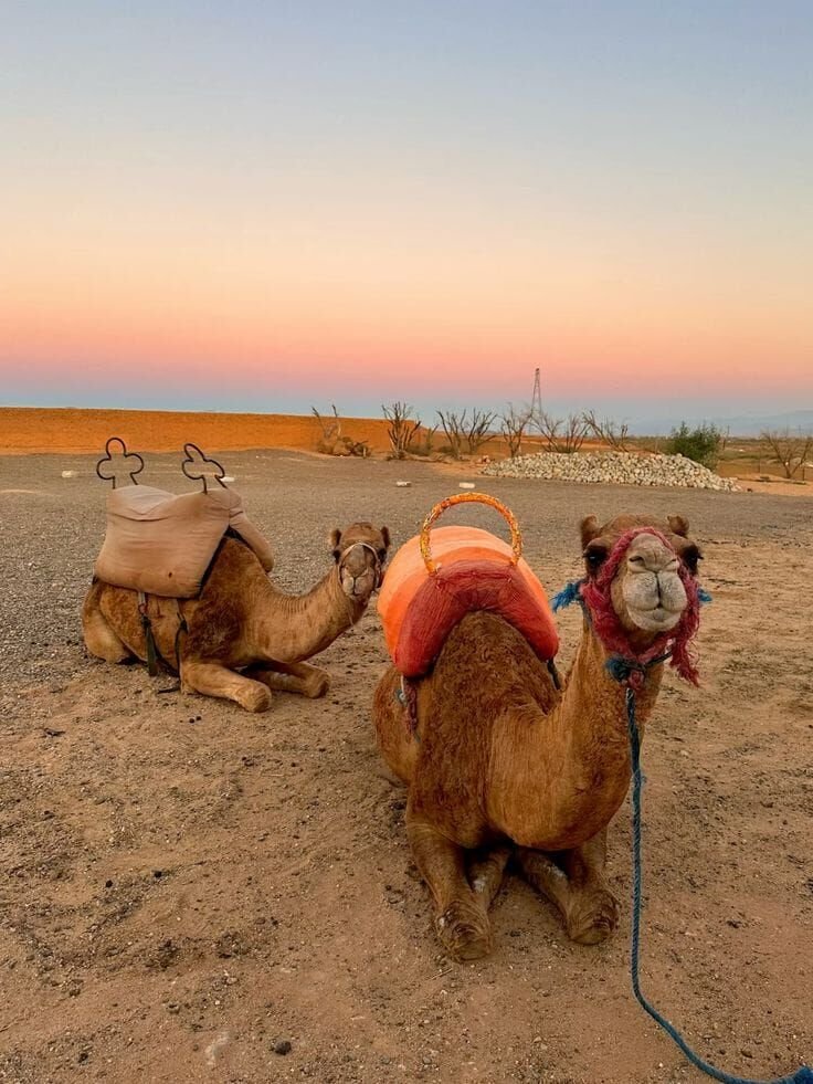 Agafay Desert Day Trip from Marrakech — Camel & Quad Ride